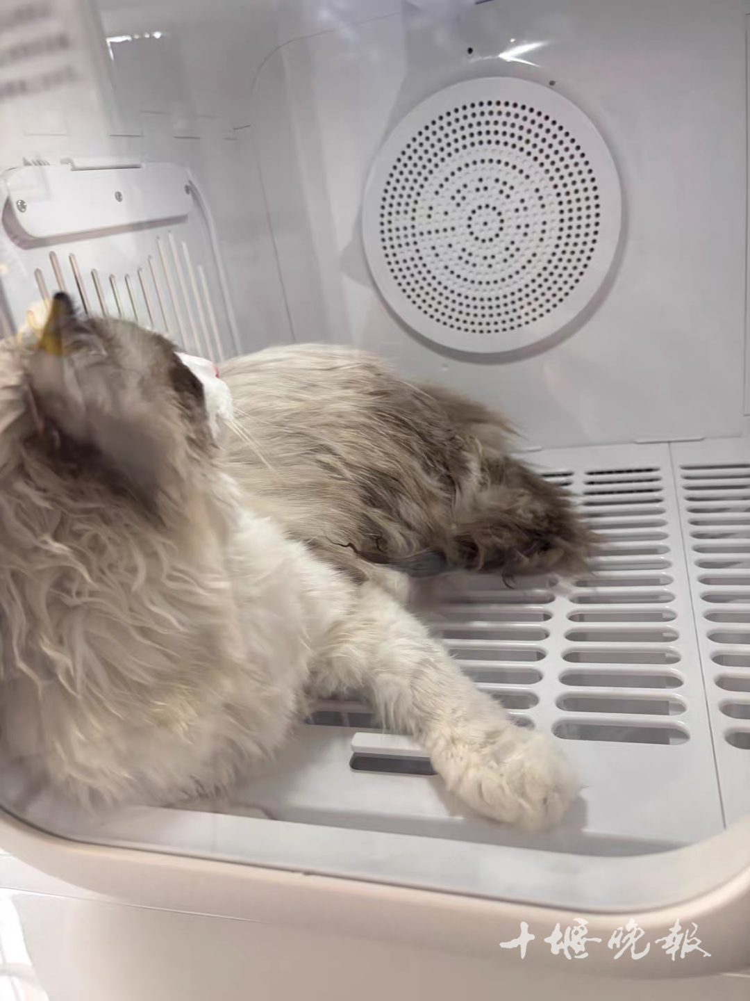 需求激增 十堰多家店铺：2月1日开始涨价ag真人平台第一游戏订单猛增！宠物消费(图2)