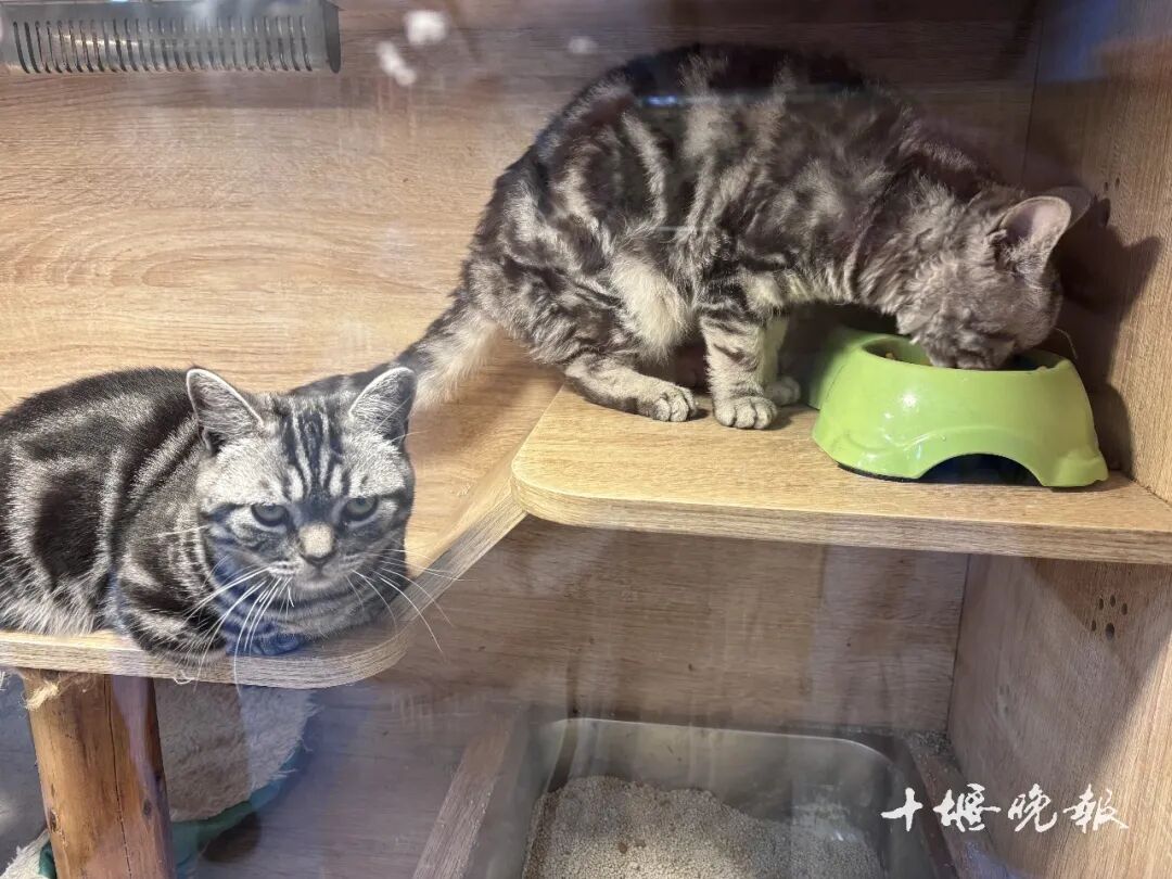 需求激增 十堰多家店铺：2月1日开始涨价ag真人平台第一游戏订单猛增！宠物消费(图3)