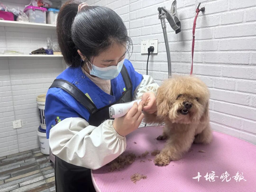 需求激增 十堰多家店铺：2月1日开始涨价ag真人平台第一游戏订单猛增！宠物消费(图4)